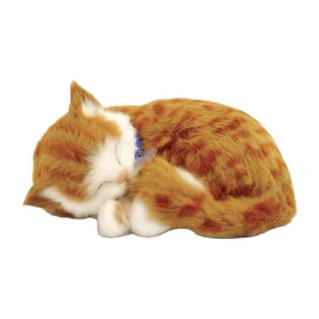 gosedjur sovande katt med orange tabby mönster
