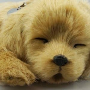 PERFECT PETZZZ