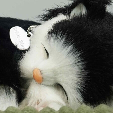 ansikte av sovande gosedjurskatt med svart-vit färg