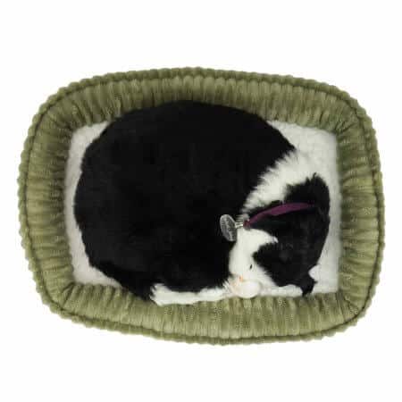 sovande gosedjurskatt med svart-vit färg på kattsäng uppifrån