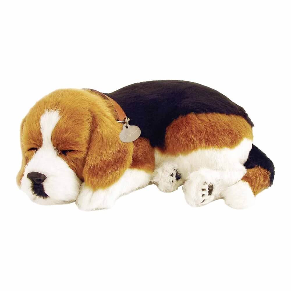 sovande gosedjurshund av rasen Beagle