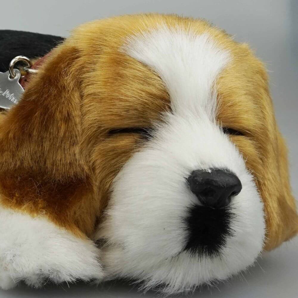 ansikte av sovande gosedjurshund av rasen Beagle