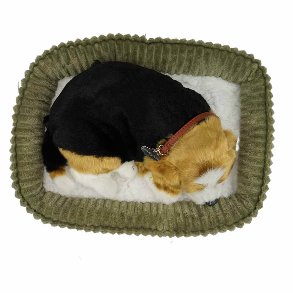sovande gosedjurshund av rasen Beagle på hundsäng uppifrån