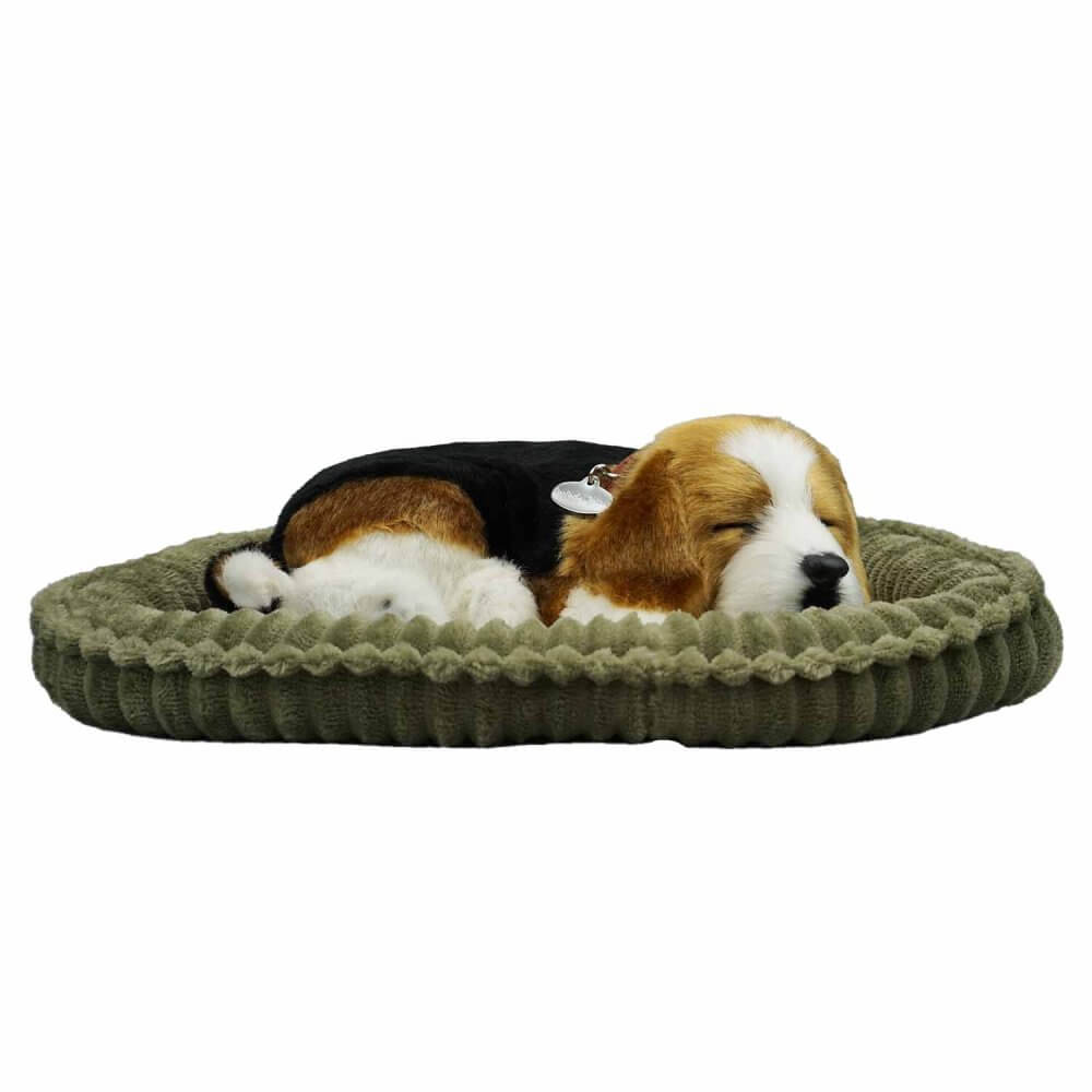 sovande gosedjurshund av rasen Beagle på hundsäng