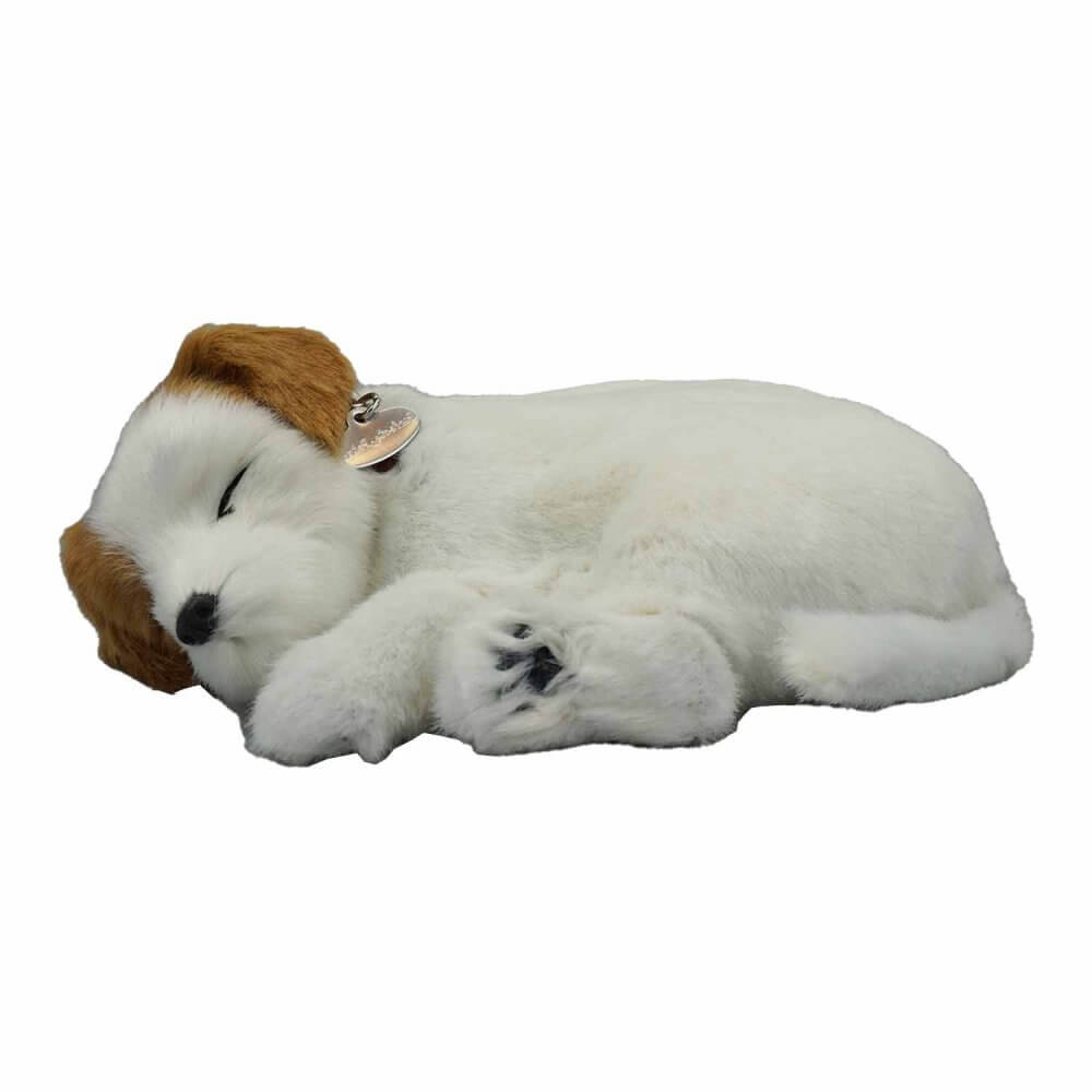 sovande gosedjurshund av rasen Jack Russel Terrier