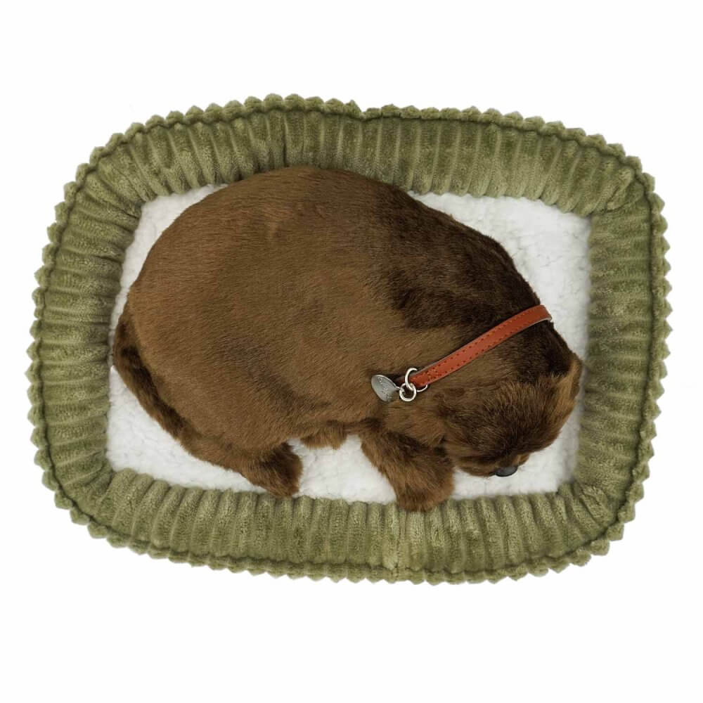 sovande gosedjurshund av rasen Labrador med brun päls på hundsäng uppifrån