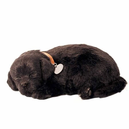 sovande gosedjurshund av rasen Labrador med svart päls