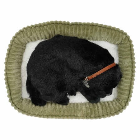 sovande gosedjurshund av rasen Labrador med svart päls på hundsäng uppifrån